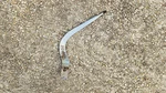 Factory Hurst Shifter Handle Stick 1973 Oldsmobile Cutlass 442 F85 Muncie 4SPEED Used. Price: $375.00.